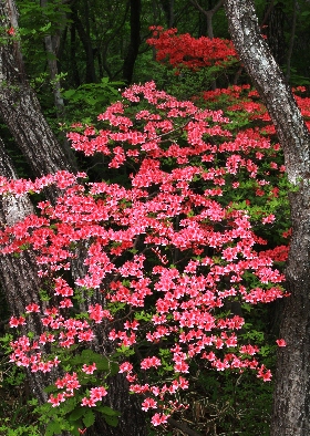 四季の山野草(ヤマツツジ) 四季の山野草(ヤマツツジ)