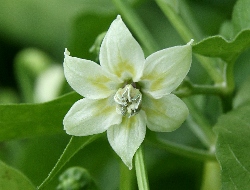 日本山草図譜 日本山草図譜 (1982年) |本 | 通販 | Amazon