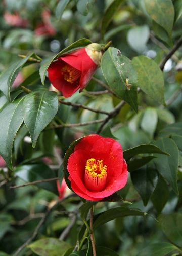 四季の山野草（ヤクシマツバキ）