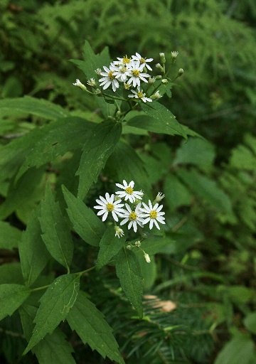 四季の山野草（シロヨメナ）